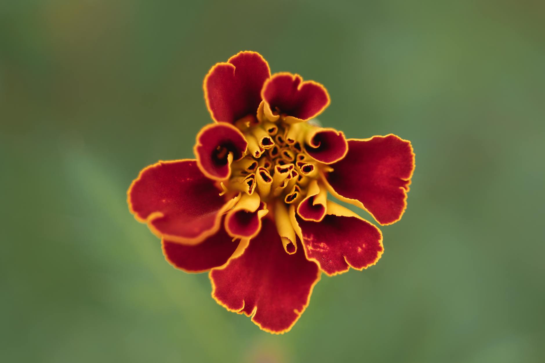 How State Governors Can Be Influenced by Entertainment Industry Lobbying