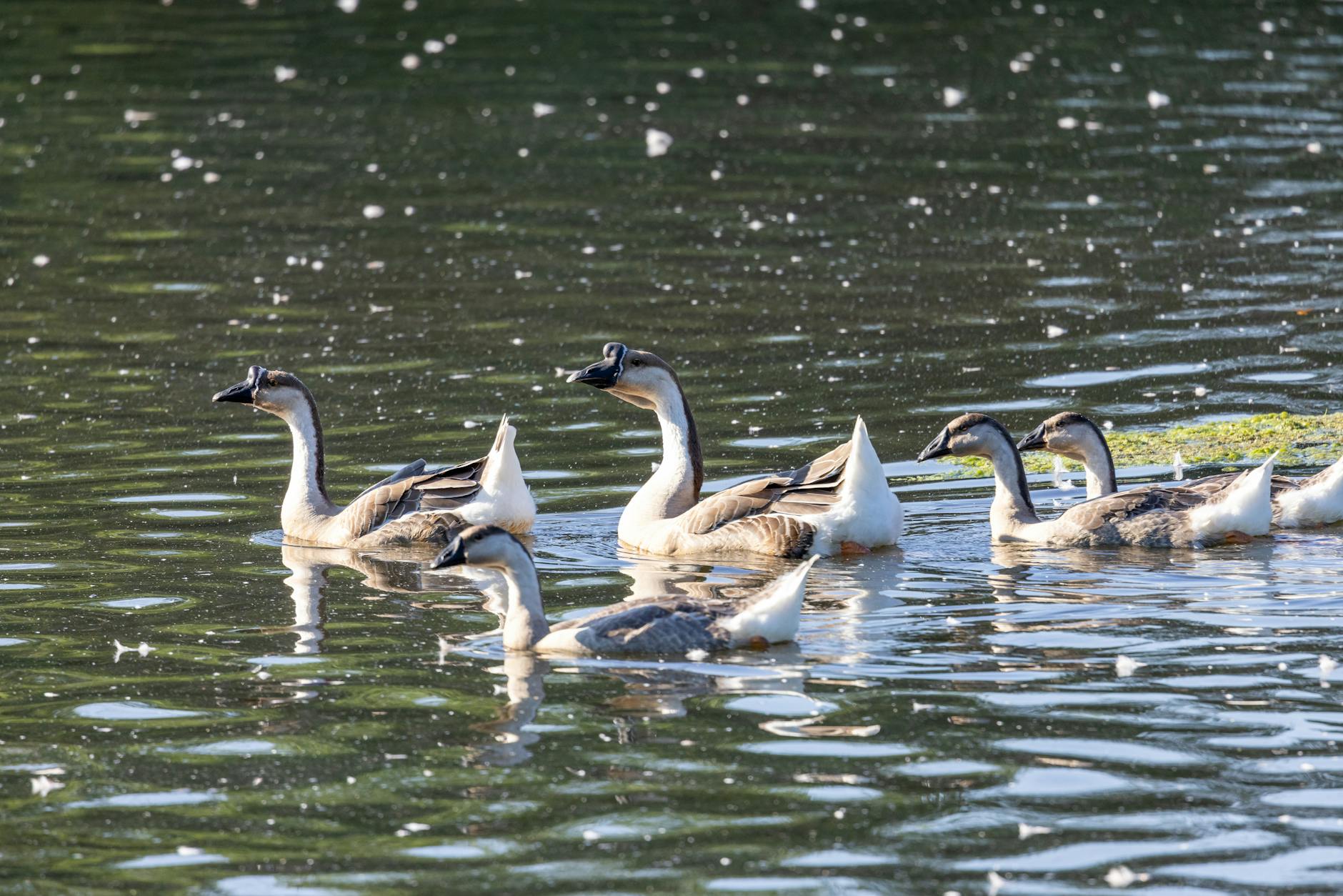 Meet the Newly Named Residents of the Abyss