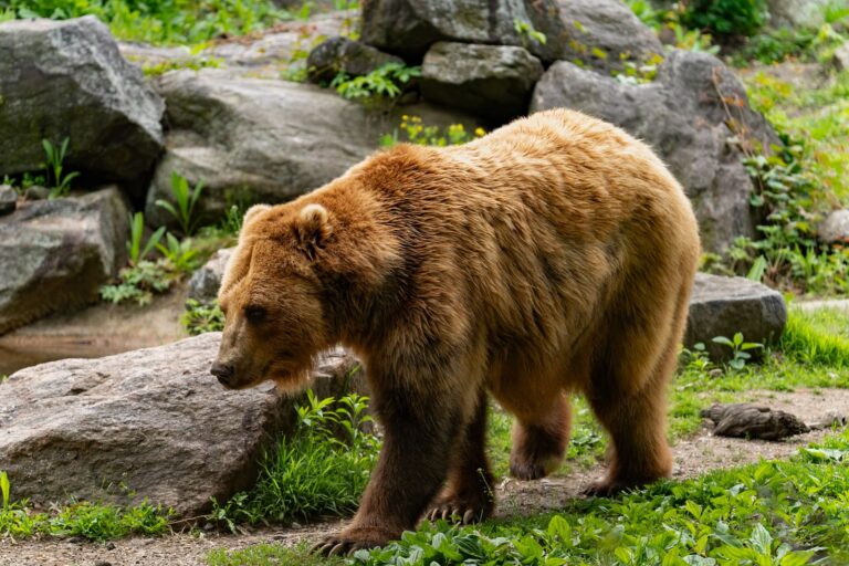 The Bear Season 5 reveals the true star of the restaurant drama - Featured image